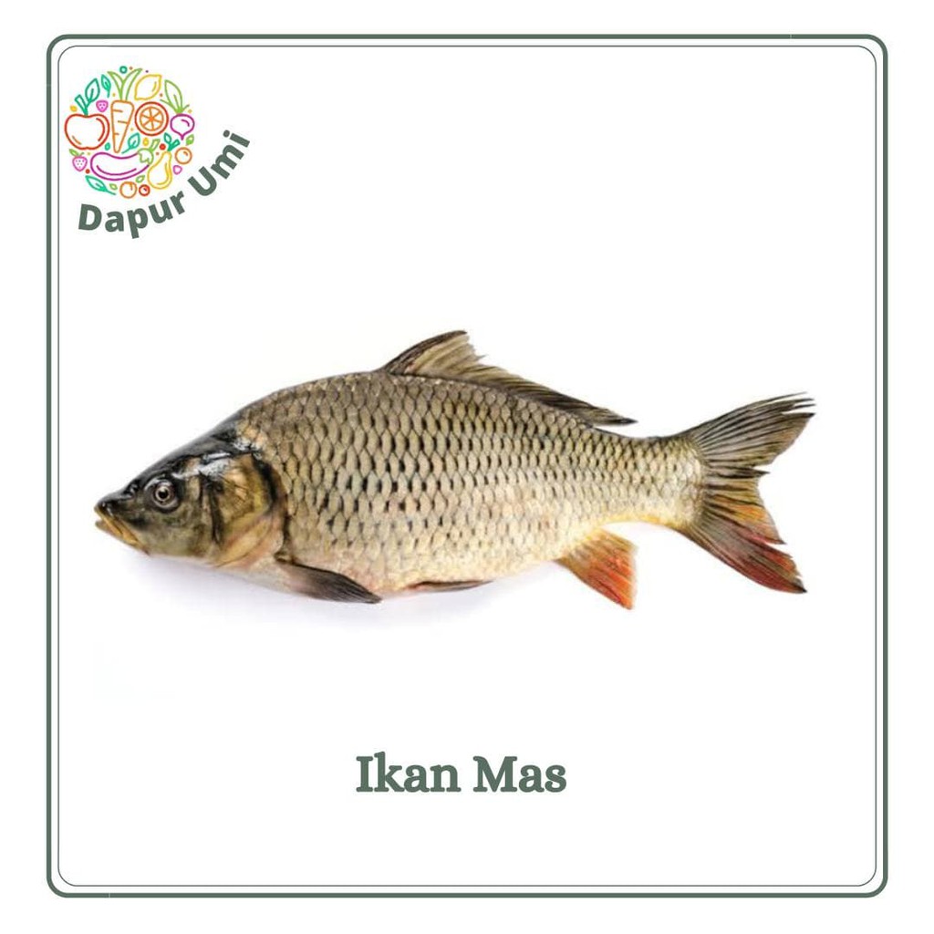 

IKAN MAS - IKAN SEGAR PURWAKARTA