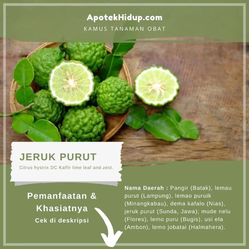 bibit jeruk bumbu atau jeruk purut