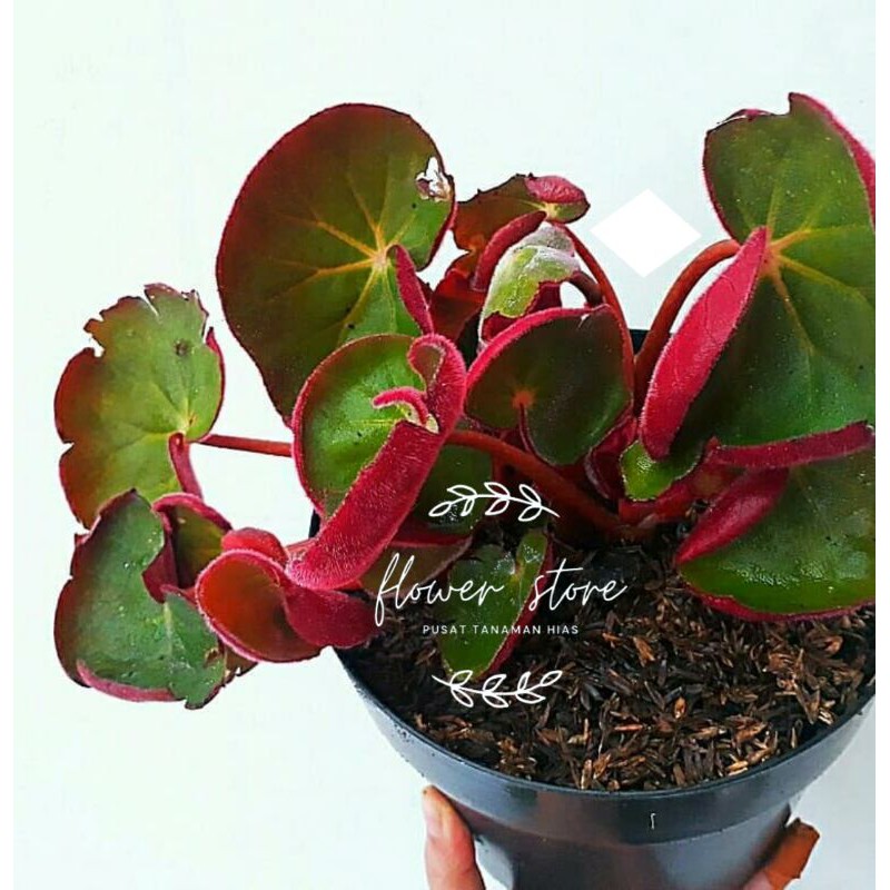 tanaman hias begonia mangkok/begonia karpet