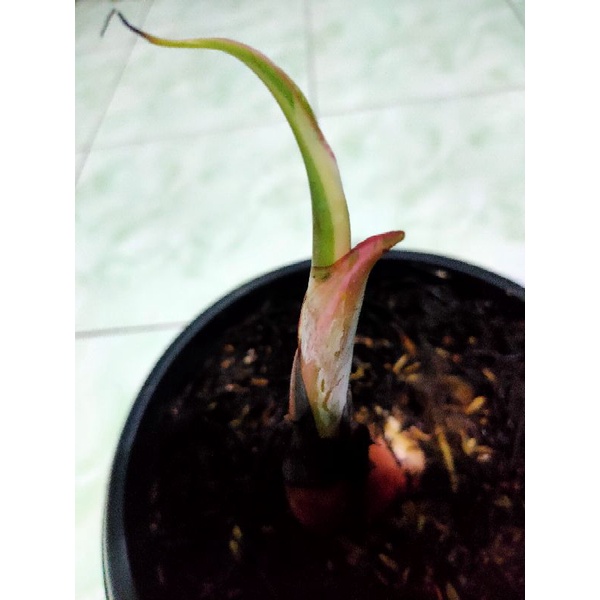 pisang Variegata musae