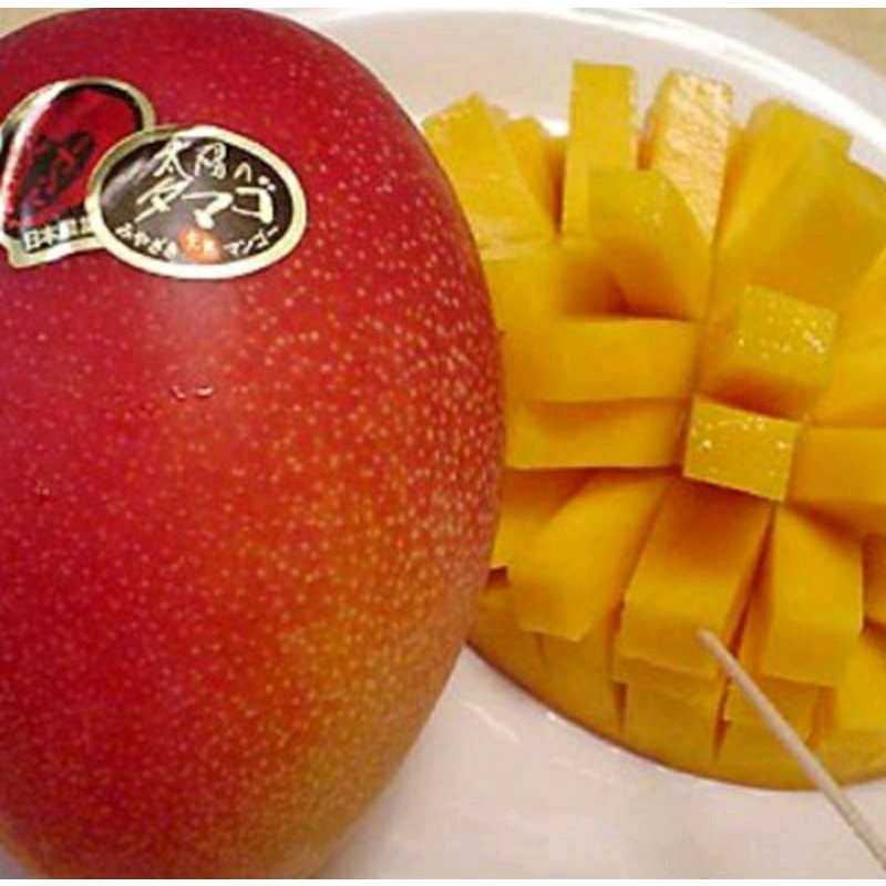 bibit pohon mangga Miyazaki/original