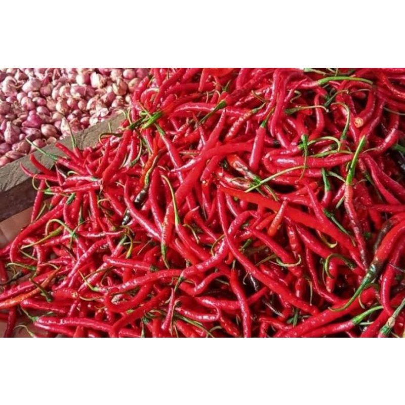 

Cabe Merah Segar