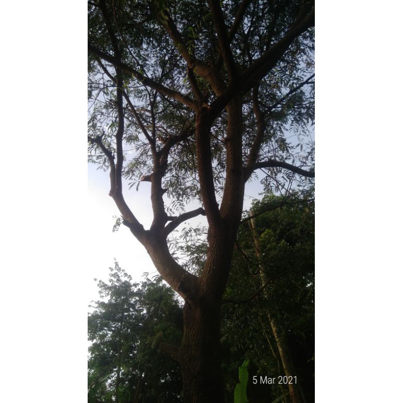 Pohon Besar Asam Jawa Indukan Taman Penghijauan