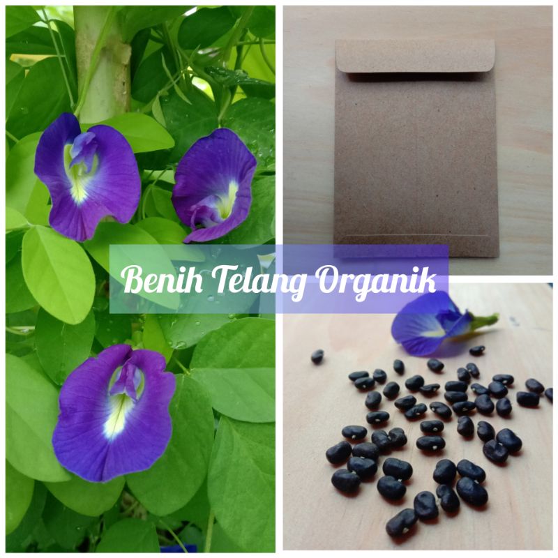 Benih Telang Biru Organik, Biji Bunga Telang, Bibit Telang
