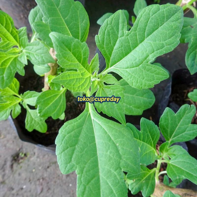 

DAUN INSULIN 1 KG