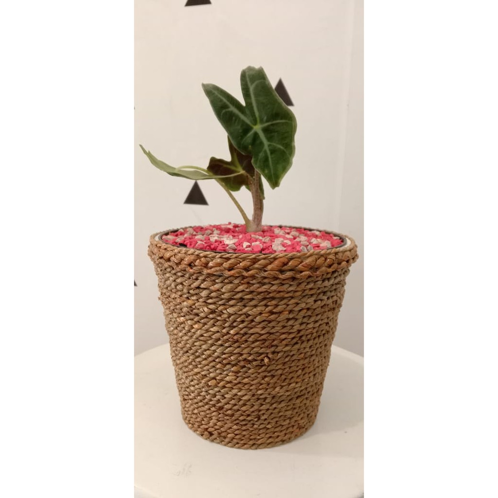 Pot Cover Cantik // Cover Pot Bunga Dengan Cover Tali mendong // Pot Indoor Kreasi Unik // Hand Made