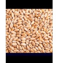 

Catgrass wheatgrass Benih Gandum utuh / biji gandum import / super quality can make flour 500 gram