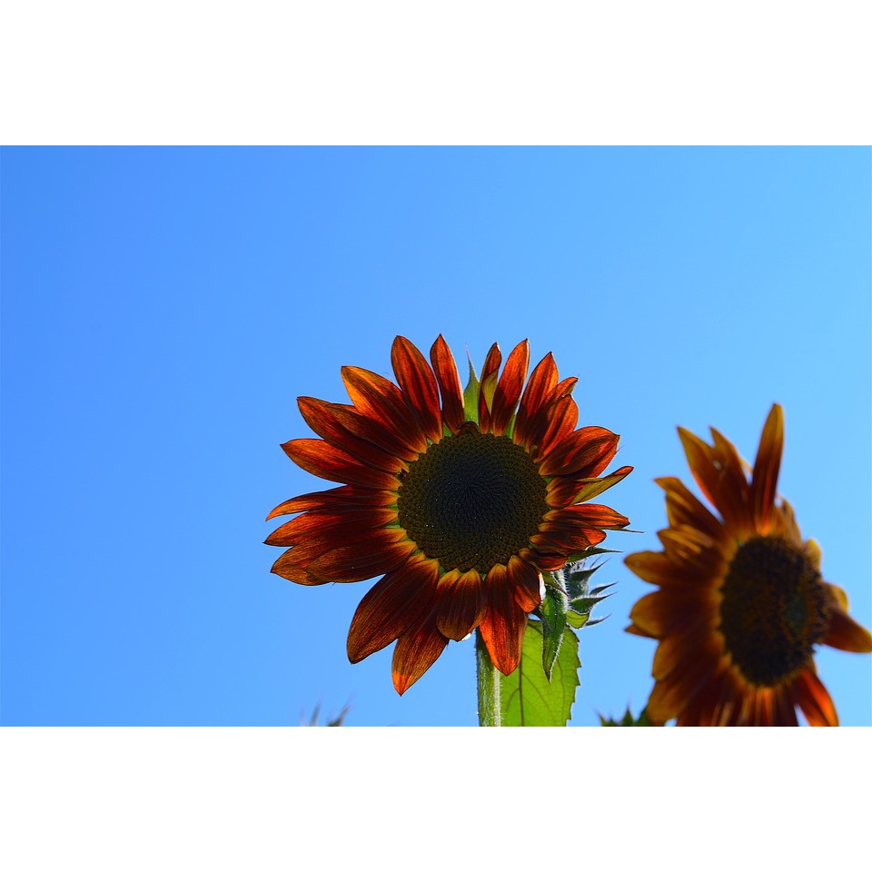 1 benih biji bunga matahari merah/ red sunflower