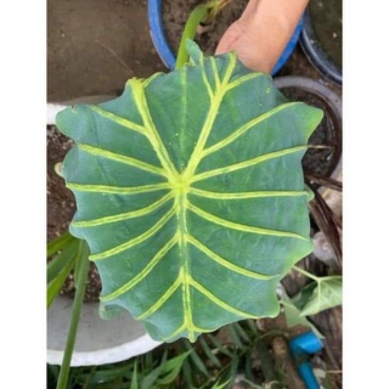 Colocasia Golden Widow / Colocasia Yellow Widow