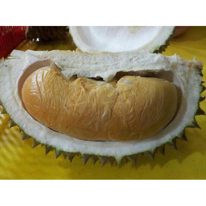 Terb@Ru Bibit Tanaman Buah Durian Montong
