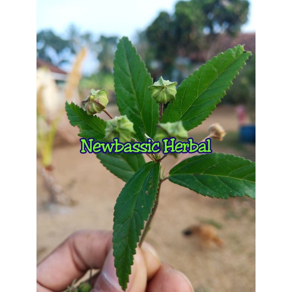 

daun sidaguri fresh alami herbal 500g