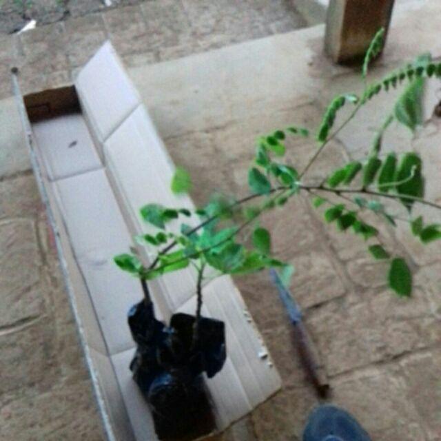 Bibit Tin Green Yordan Mumer