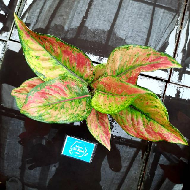 promo Aglaonema/ Aglaonema HENG - HENG (Aglaonema/Srirejeki)