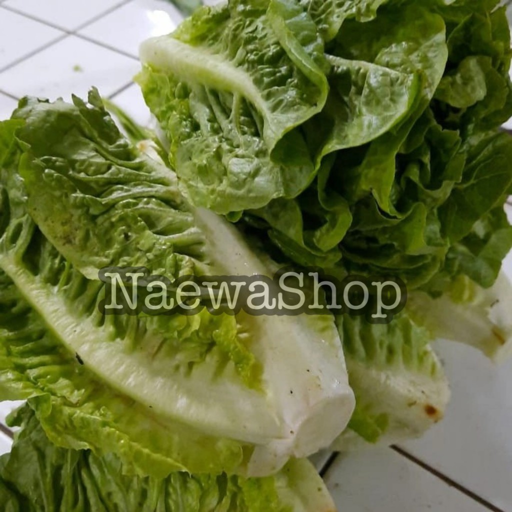 

LETUCE ROMAIN SEGAR COS SELADA