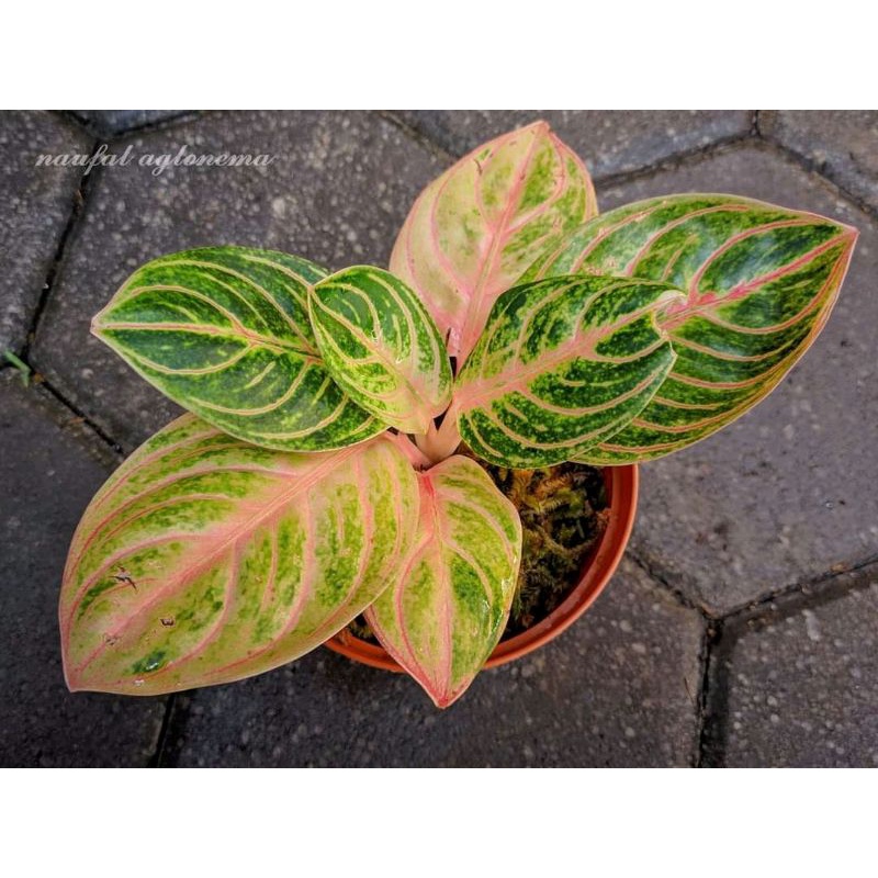 bibit/anakan/baby aglonema rinjani