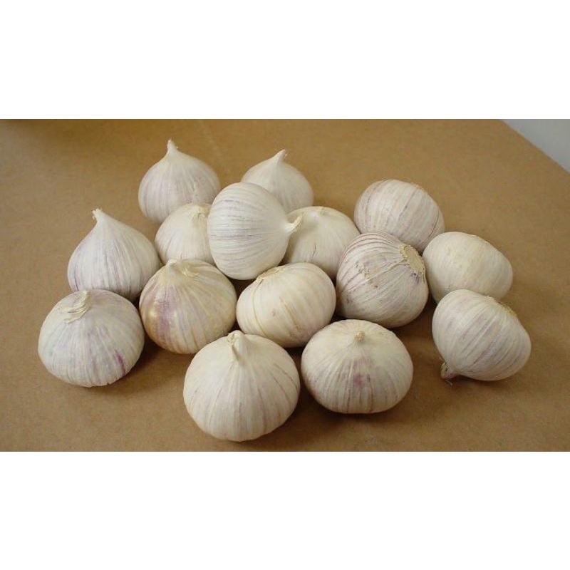

BAWANG PUTIH TUNGGAL