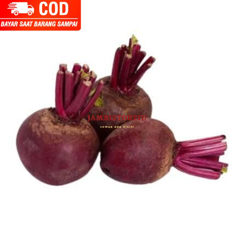 

(JAMBISTOREID) JAMBI LANGSUNG KIRIM Buah Beetroot Fresh 1kg Manfaat ubi ungu bit Untuk Mata Wanita Anemia Perawatan Kulit Rambut Ibu Hamil Asam Lambung Mencegah Kanker Jus Beet Beets Segar Jambi