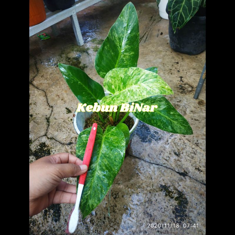Philo Marble Variegata Philodendron Giganteum Variegata Varigata
