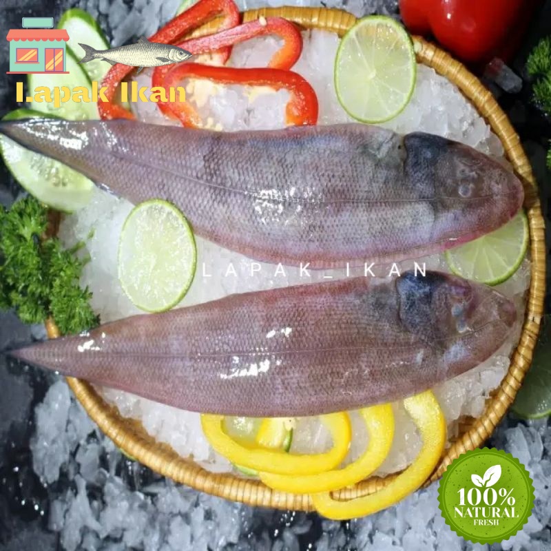 

GROSIR Ikan Lidah Segar Fresh Bergaransi 5Kilogram / 10Kilogram