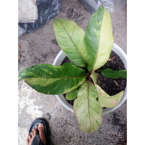 anthurium hokeri pink / varigata black