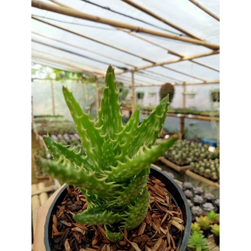 Sukulen Aloe Juvenna