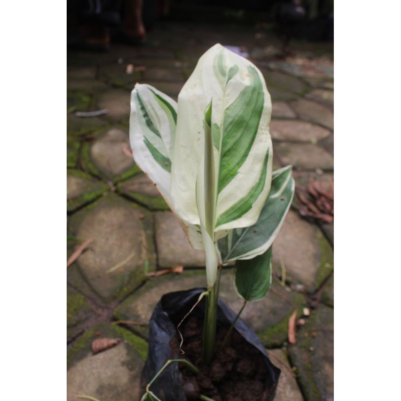 Tanaman Garut Varigata