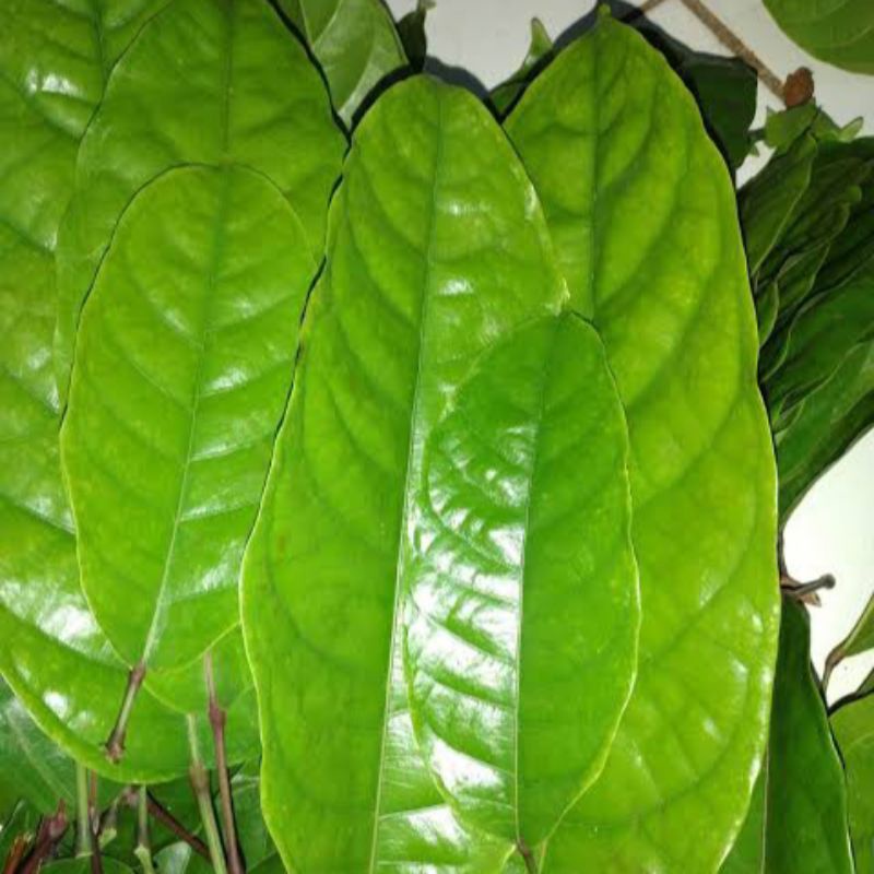 

Daun Hantap Segar Langsung Petik Per 1 Kg