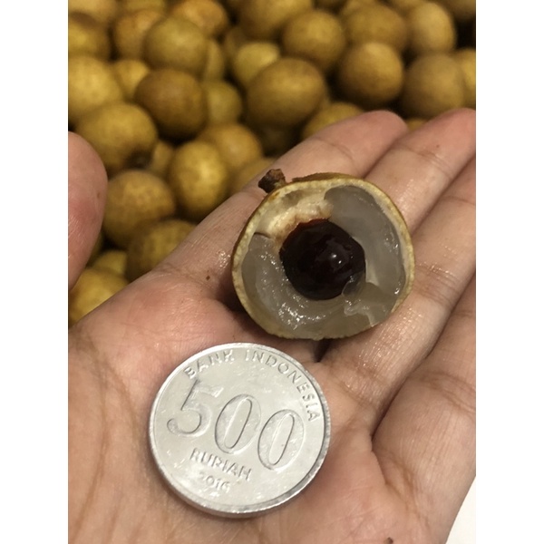 

Kelengkeng Emas Gold Premium