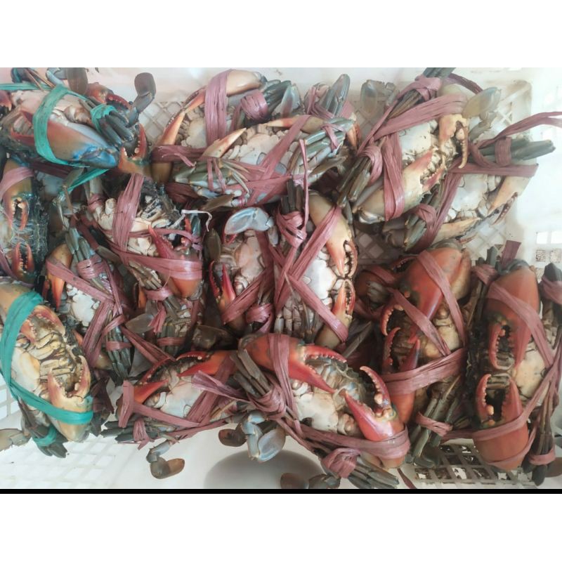 

kepiting bakau hidup 1 kg isi 4