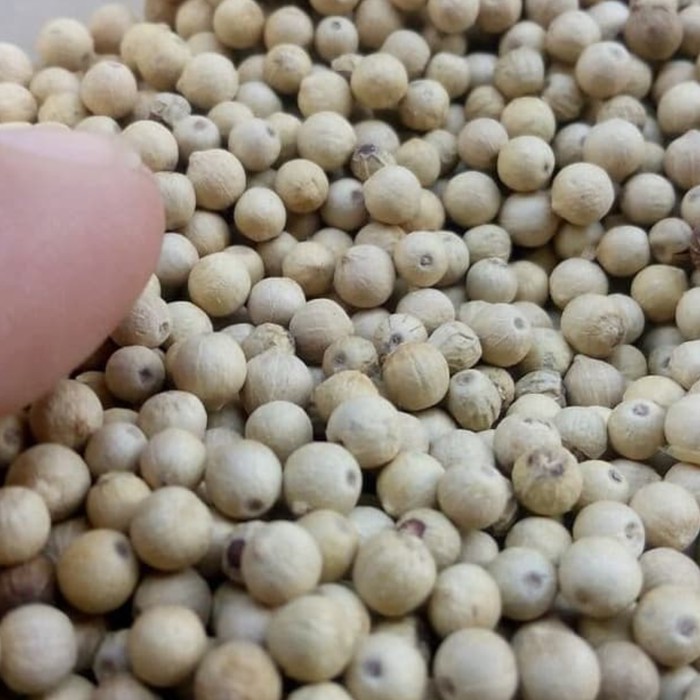

Lada Putih 1kg / Lada Bulat 1kg / Merica / White Pepper 1kg Kualitas Terjamin! 100% ASLI / Bumbu