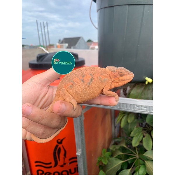 panther chameleon female