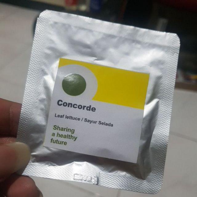 Benih / Biji / Bibit Rijk Zwann Rz - Selada Concorde 100 Butir