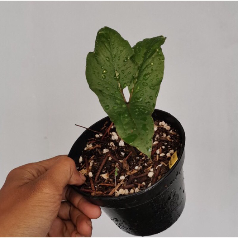 Cyrtosperma Hambali Rare