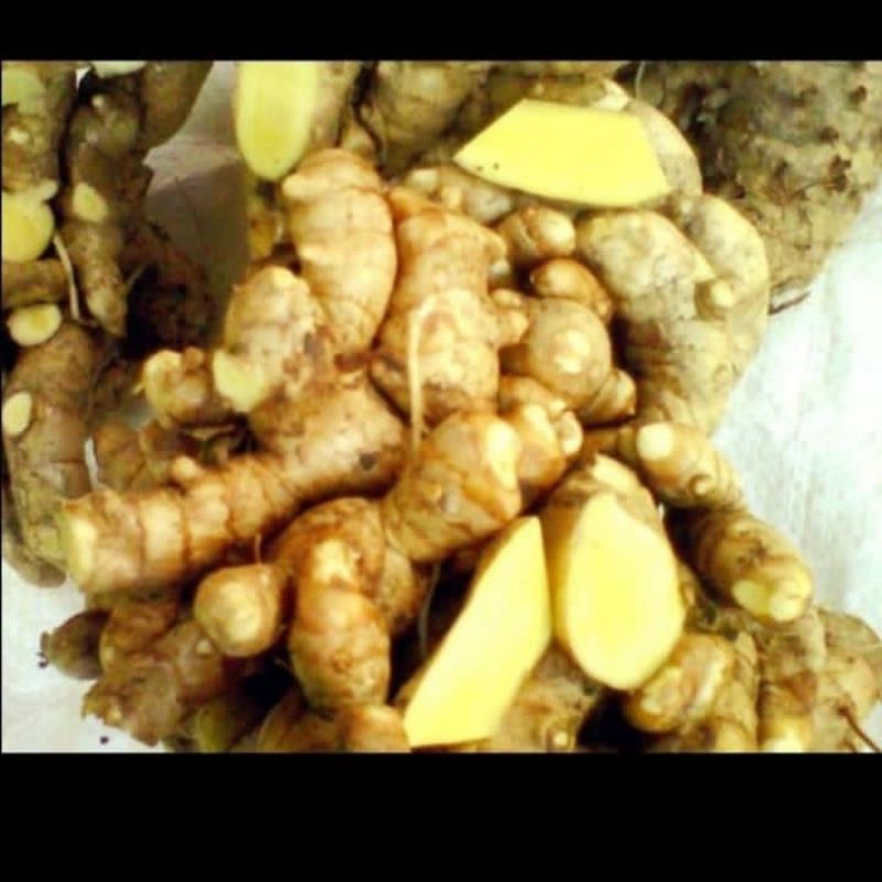 

Temu Mangga /Kunyit Mangga Segar 500 gr