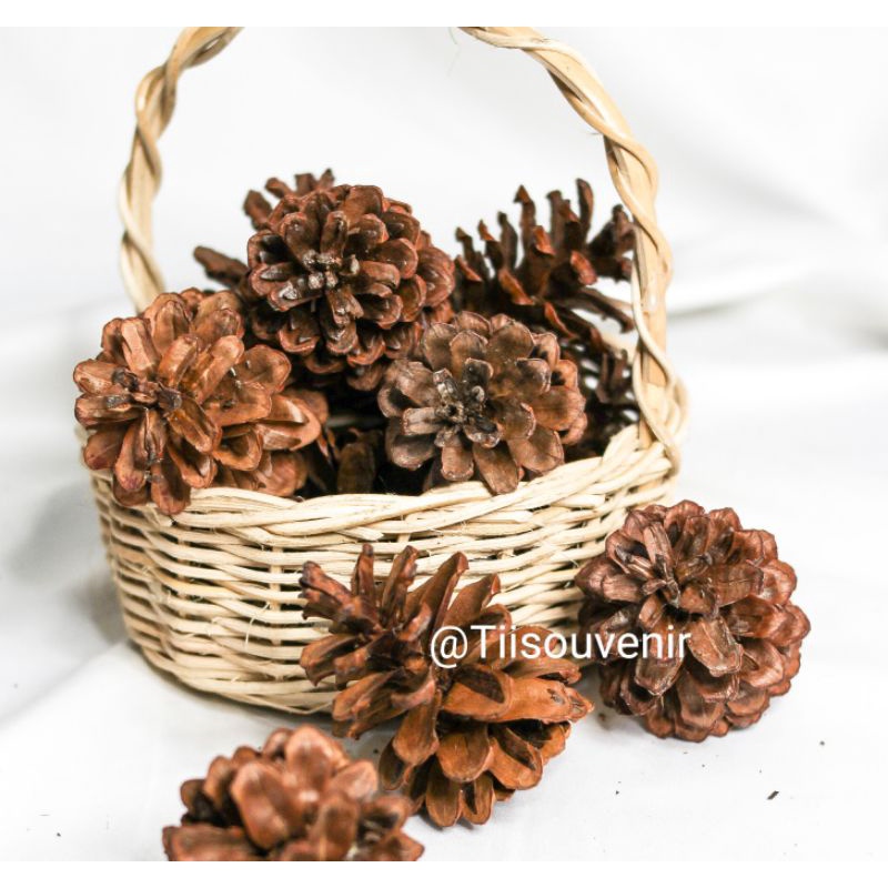 Biji pinus kering alami bahan rustic - pinus hiasan ringbox bahan craft - rustic - fotografi