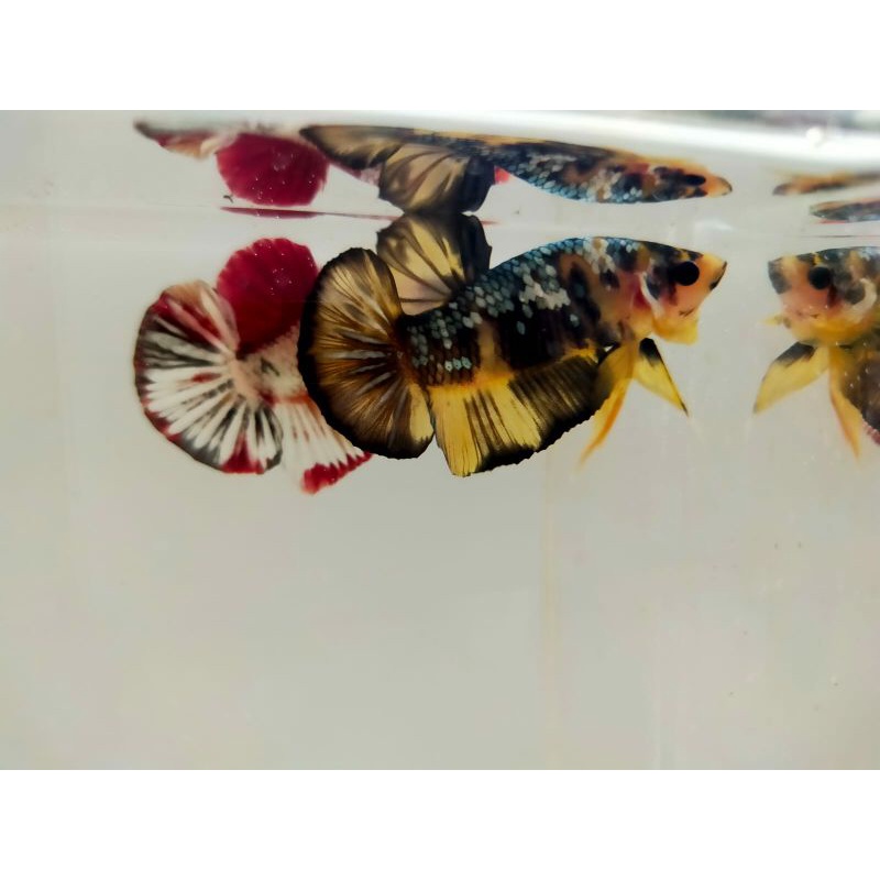 yellow koi cooper anakan