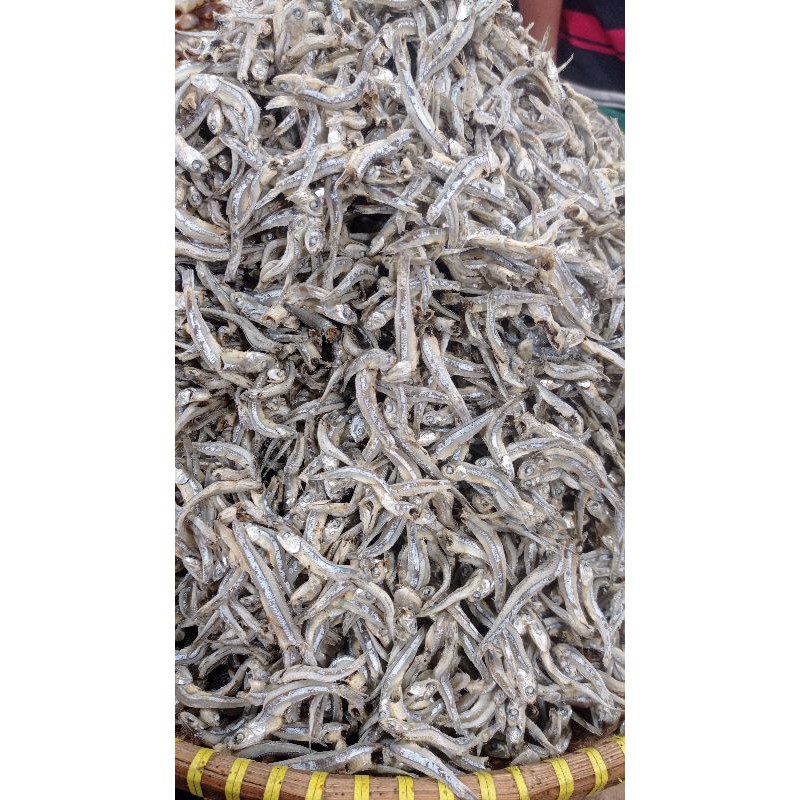 

teri asli padang tawar