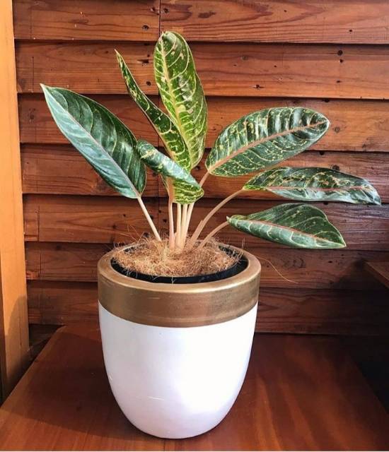 Aglonema Donacarmen-tanaman hias aglonema aglaonema-hiasan taman -tanaman hidup-bunga hidup murah