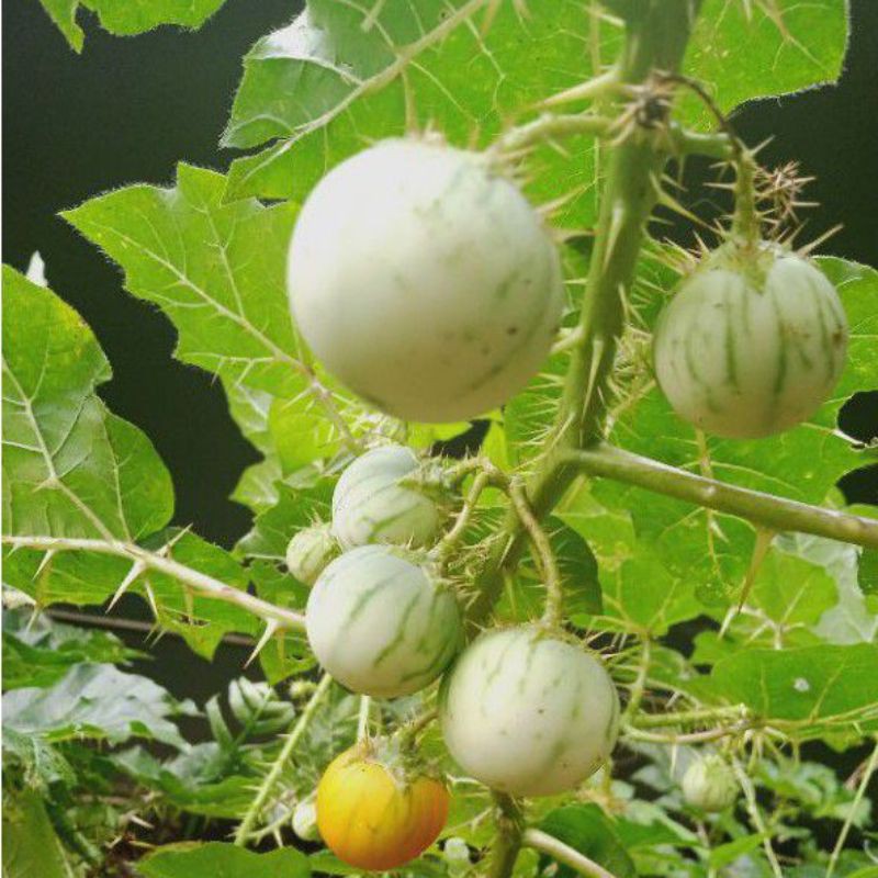 

buah terong pari atow terong cina segar 5grm