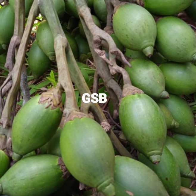 

Pinang muda segar / buah pinang muda 500 gram petik langsung