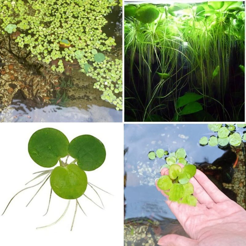 Jual Frogbit Amazon Tanaman Air Shopee Indonesia