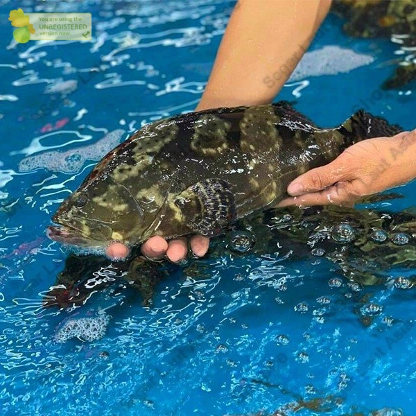 Ikan Kerapu Hidup Ikan Kerapu Segar Ikan Kerapu Fresh Ikan Kerapu Macan