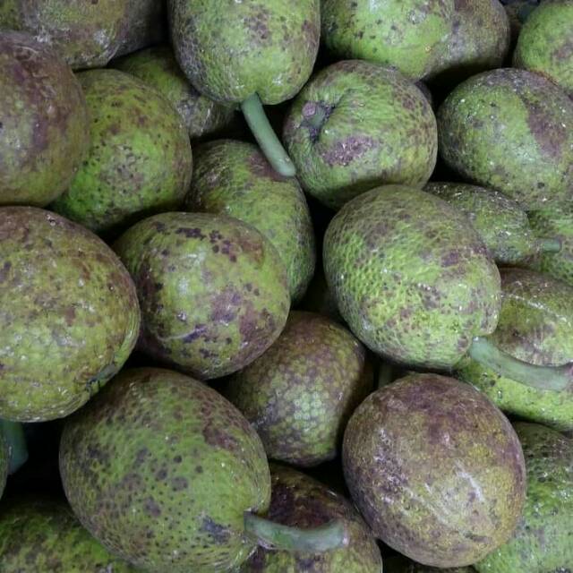 

Sukun perbuah