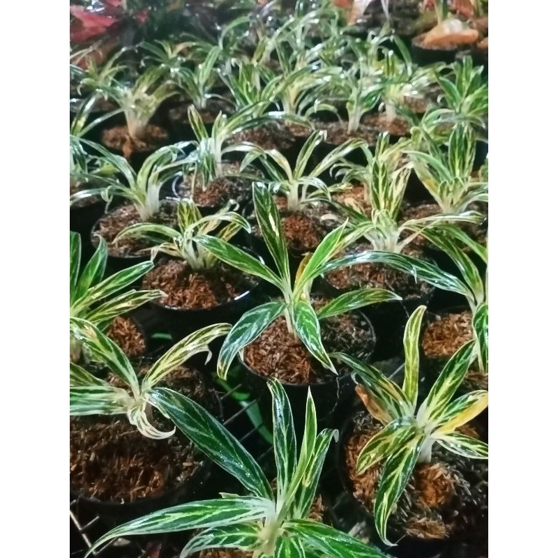 Aglonema bamboo/bambu