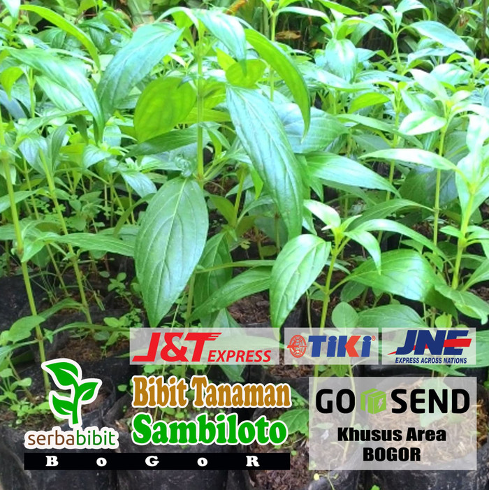 Bibit Sambiloto - Tanaman Sambiloto - Herbal