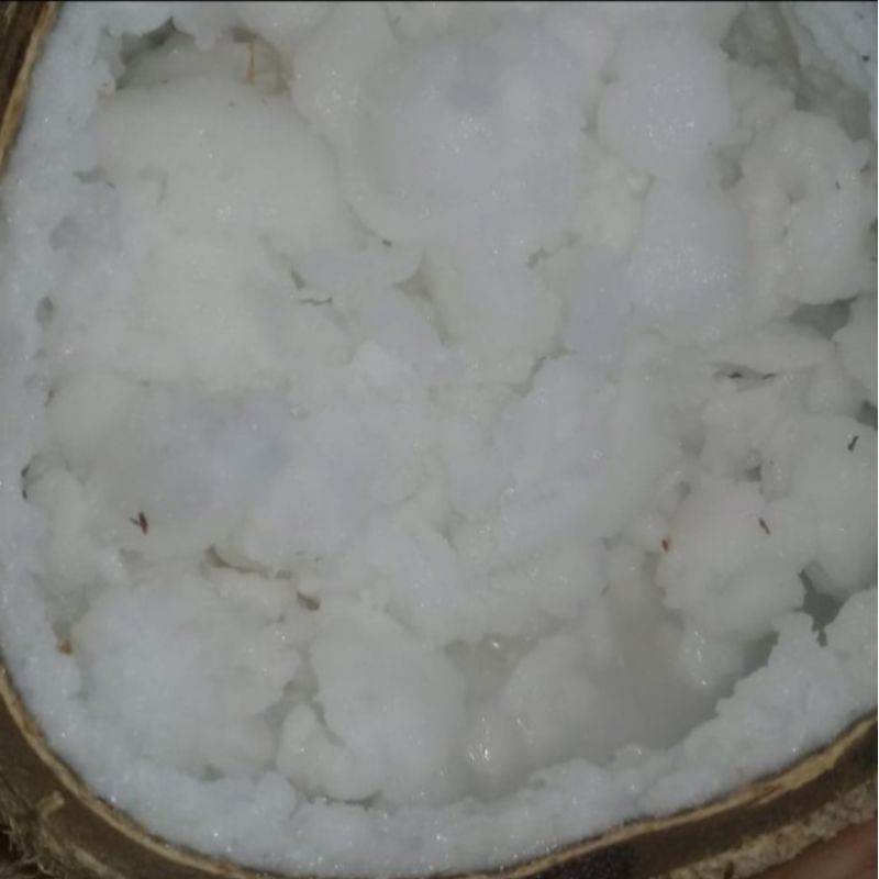 

KELAPA KOPYOR BESAR