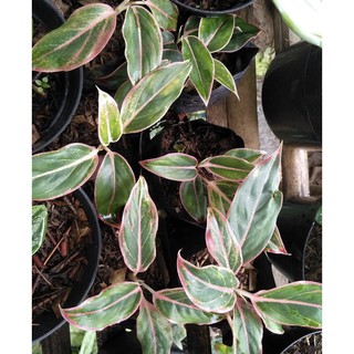Tanaman hias aglonema  lipstik pink aglaomema tanaman hidup  