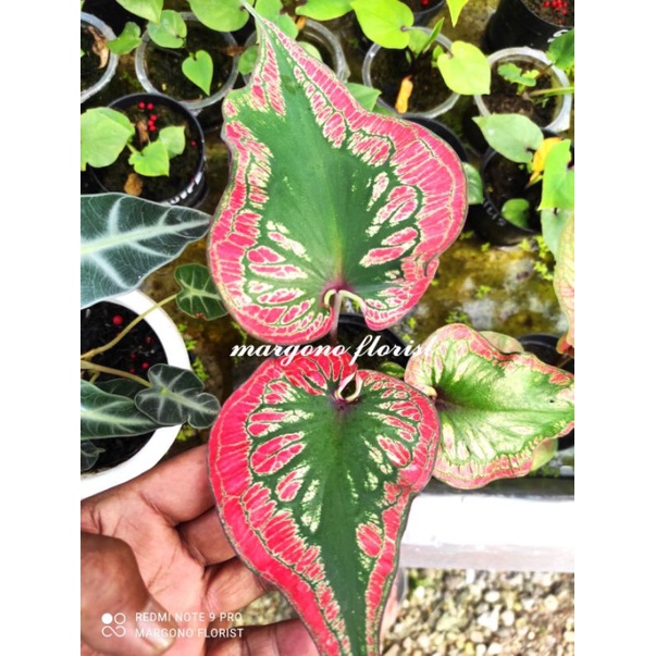 Tanaman hias/ bibit keladi baruna ganda/keladi hias