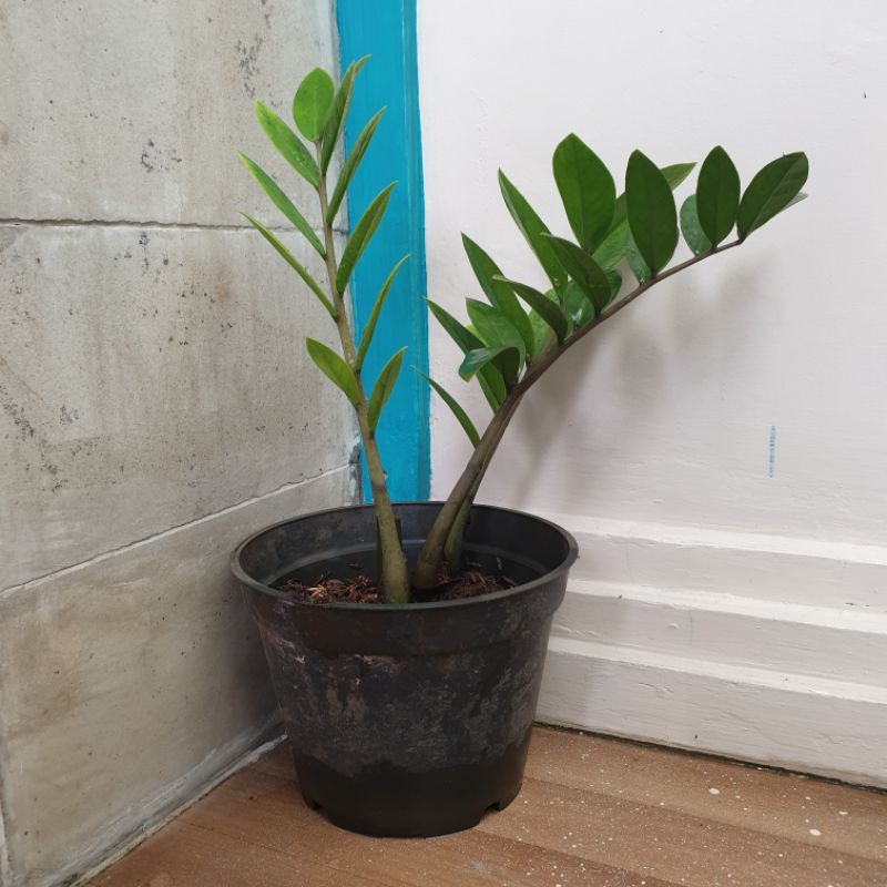 Pohon Dollar Zamia/ Tanaman Dollar Jamia (Zamia Culcas) Murah