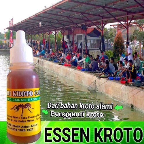 essen kroto cair   essen ikan mas